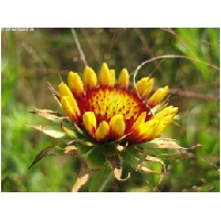Blumen-Actionfoto24.de-001.jpg