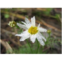 Blumen-Actionfoto24.de-002.jpg