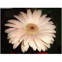 Blumen-Actionfoto24.de-003.jpg