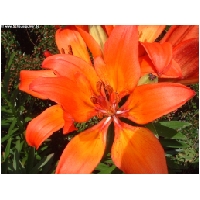 Blumen-Actionfoto24.de-005.jpg