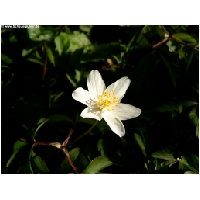 Blumen-Actionfoto24.de-007.jpg
