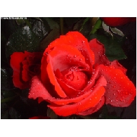 Blumen-Actionfoto24.de-009.jpg