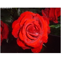 Blumen-Actionfoto24.de-010.jpg