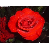 Blumen-Actionfoto24.de-011.jpg