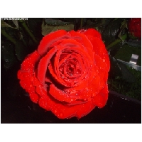 Blumen-Actionfoto24.de-012.jpg