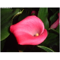 Blumen-Actionfoto24.de-013.jpg