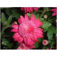 Blumen-Actionfoto24.de-015.jpg