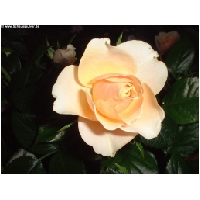Blumen-Actionfoto24.de-016.jpg