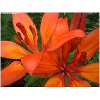 Blumen-Actionfoto24.de-017.jpg
