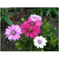 Blumen-Actionfoto24.de-021.jpg