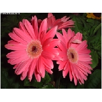 Blumen-Actionfoto24.de-023.jpg