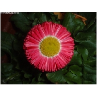 Blumen-Actionfoto24.de-025.jpg