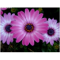 Blumen-Actionfoto24.de-026.jpg