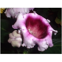 Blumen-Actionfoto24.de-030.jpg