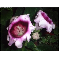 Blumen-Actionfoto24.de-031.jpg