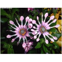 Blumen-Actionfoto24.de-032.jpg
