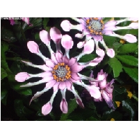 Blumen-Actionfoto24.de-033.jpg
