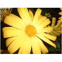 Blumen-Actionfoto24.de-034.jpg