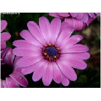 Blumen-Actionfoto24.de-036.jpg