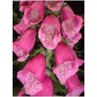 Blumen-Actionfoto24.de-037.jpg