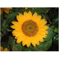 Blumen-Actionfoto24.de-040.jpg