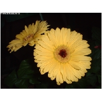 Blumen-Actionfoto24.de-041.jpg