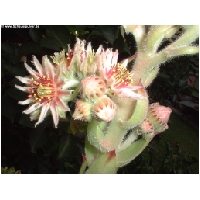 Blumen-Actionfoto24.de-042.jpg