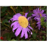 Blumen-Actionfoto24.de-044.jpg