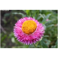 Blumen-Actionfoto24.de-046.jpg