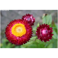 Blumen-Actionfoto24.de-047.jpg