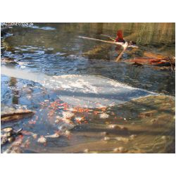 Wasser-Actionfoto24_de_017.jpg