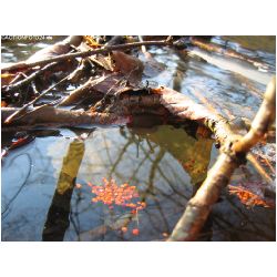 Wasser-Actionfoto24_de_018.jpg