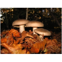 Makro-Actionfoto24_de-002.jpg
