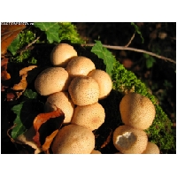 Makro-Actionfoto24_de-004.jpg