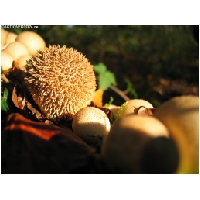 Makro-Actionfoto24_de-005.jpg