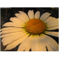 Makro-Actionfoto24_de-007.jpg