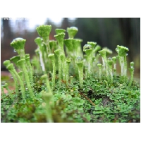 Makro-Actionfoto24_de-008.jpg