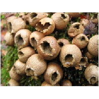 Makro-Actionfoto24_de-009.jpg