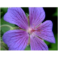 Makro-Actionfoto24_de-011.jpg