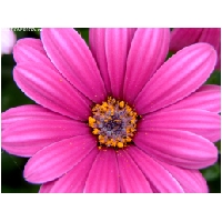Makro-Actionfoto24_de-012.jpg