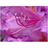 Makro-Actionfoto24_de-013.jpg