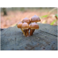 Makro-Actionfoto24_de-014.jpg