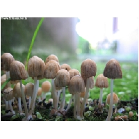 Makro-Actionfoto24_de-015.jpg