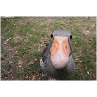 Tierwelt-Actionfoto24_de_001.jpg