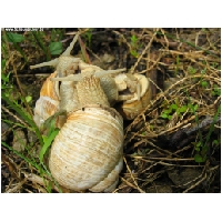 Tierwelt-Actionfoto24_de_004.jpg