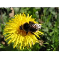 Tierwelt-Actionfoto24_de_023.jpg