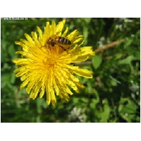 Tierwelt-Actionfoto24_de_024.jpg