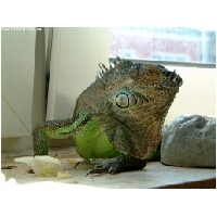 Tierwelt-Actionfoto24_de_030.jpg