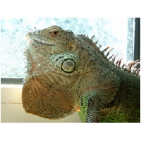 Tierwelt-Actionfoto24_de_031.jpg