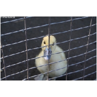 Tierwelt-Actionfoto24_de_033.jpg